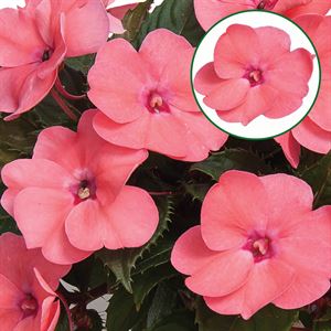 Bild von Impatiens New Guinea P12 Pink
